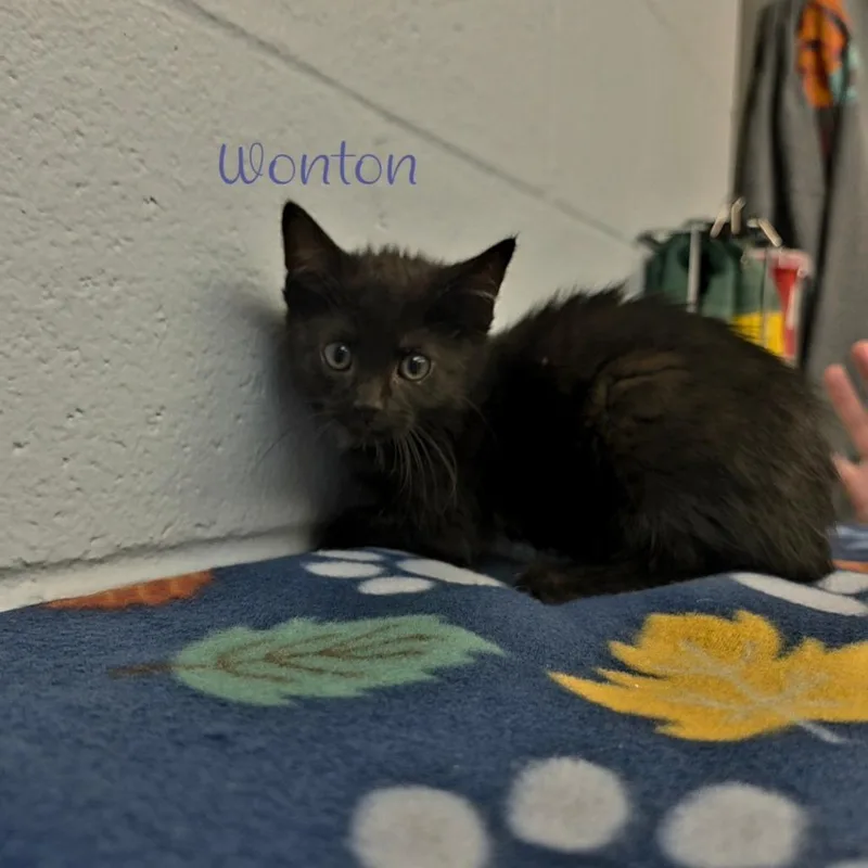 Wonton thumbnail 2