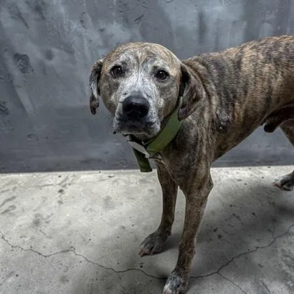An adult medium-sized male Mixed Breed dog named Bear for adoption in Cumberland, MD