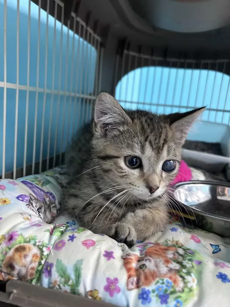 A baby medium-sized female Tabby (Brown / Chocolate) Domestic Short Hair cat named Sylvie Rose for adoption in Greensboro, NC