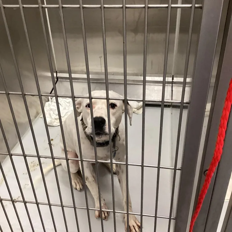 A young medium-sized male White / Cream Terrier dog named Andrew for adoption in Montgomery, AL