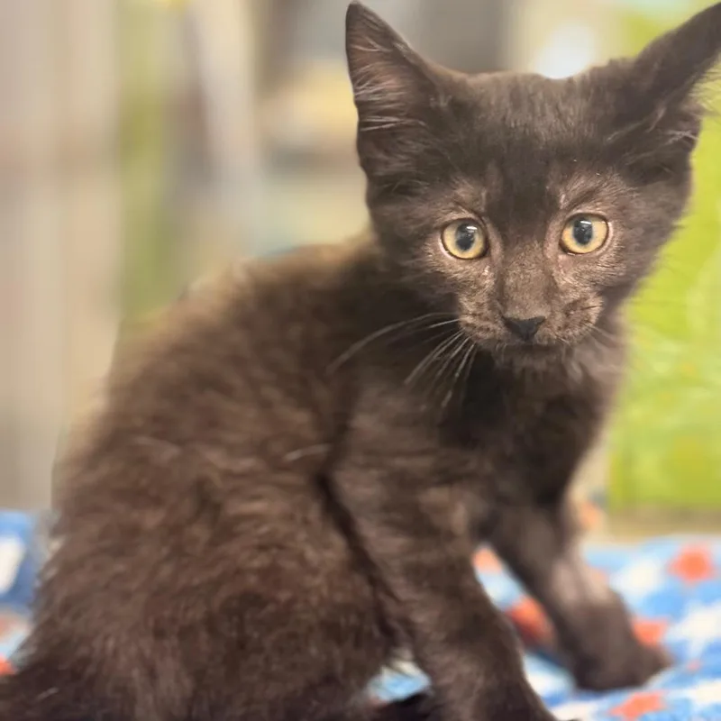 A baby small-sized male Black Domestic Short Hair cat named Michael for adoption in Brownsboro, AL