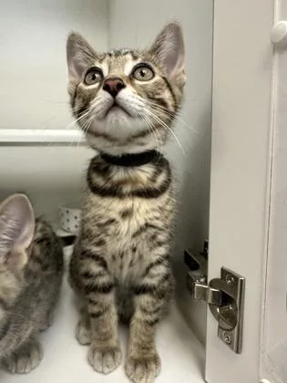 A baby small-sized male Domestic Short Hair cat named Inigo Montoya for adoption in Traverse City, MI