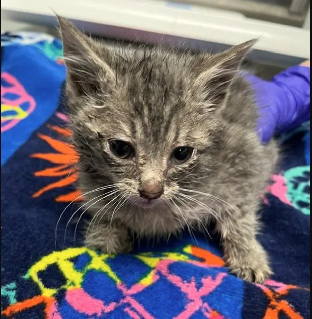 A baby small-sized male Gray & White Domestic Short Hair cat named Ishmael for adoption in North Haven, CT