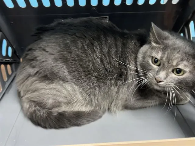 An adult large-sized female Domestic Short Hair cat named Cricket for adoption in Garland, TX