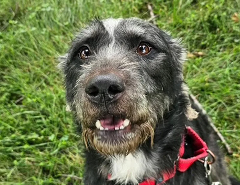 An adult medium-sized female Black German Wirehaired Pointer dog named Cheerilee for adoption in Columbus, IN