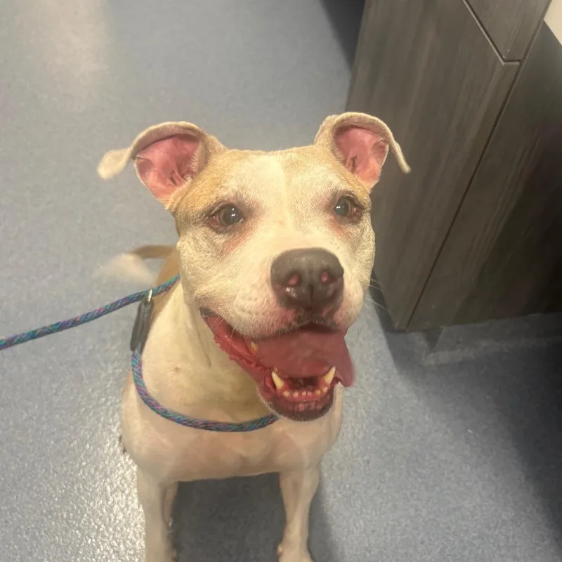 A senior large-sized female White / Cream Pit Bull Terrier dog named Chaos for adoption in St Joseph, MO