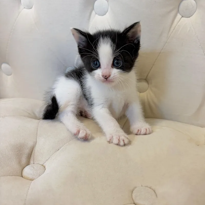 A baby medium-sized female Black Domestic Short Hair cat named Dot for adoption in Moriches, NY