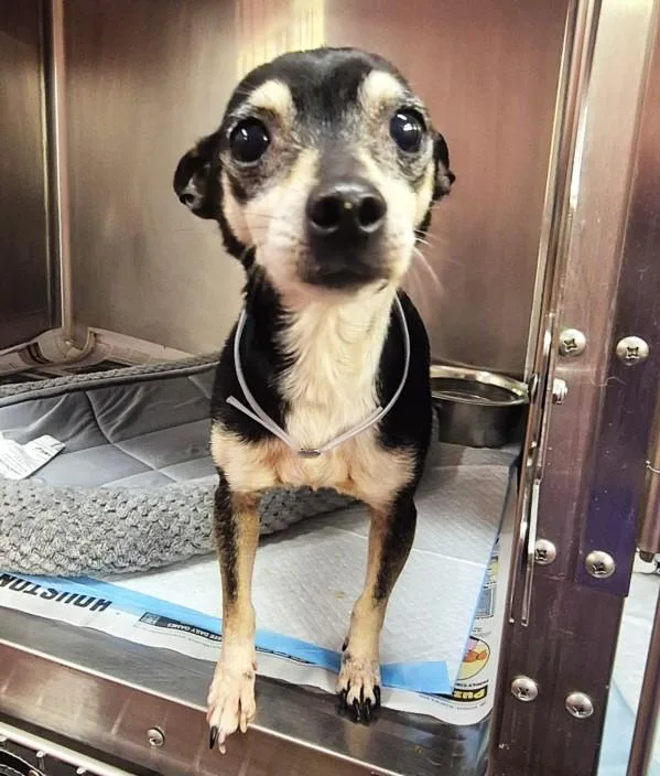 A senior small-sized male Chihuahua dog named Tuttle for adoption in Houston, TX