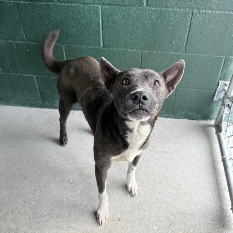 An adult medium-sized male Gray / Blue / Silver Shepherd dog named Tiptoe for adoption in Carencro, LA