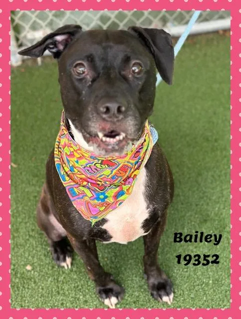An adult large-sized female Black Presa Canario dog named Bailey for adoption in Marietta, GA