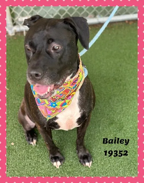 Bailey thumbnail 2