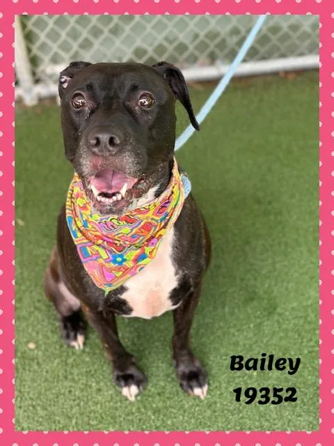 Bailey thumbnail 3