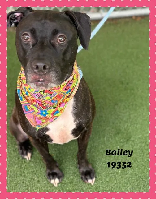 Bailey thumbnail 4