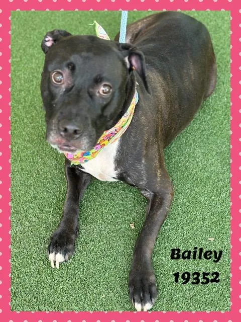 Bailey thumbnail 5