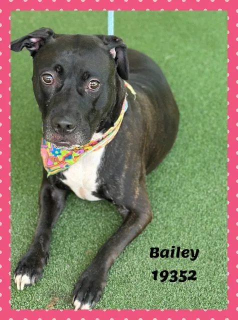 Bailey thumbnail 6