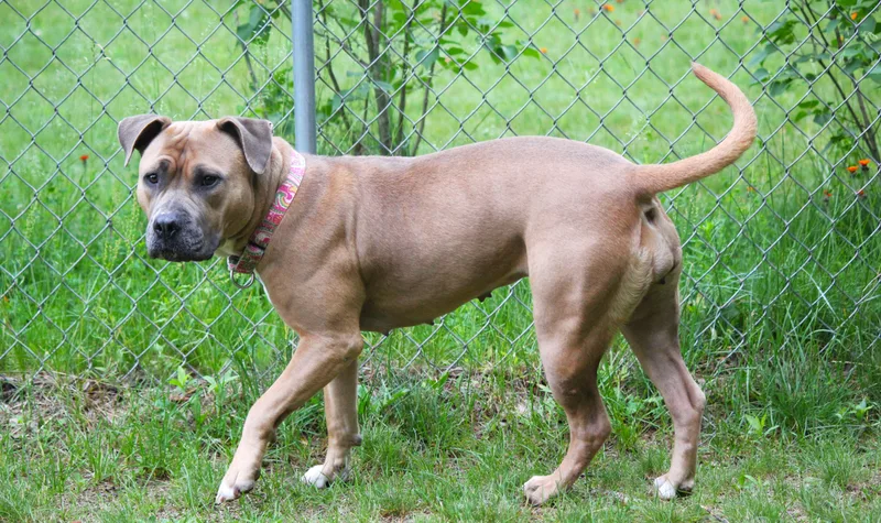 A young medium-sized female Yellow / Tan / Blond / Fawn Pit Bull Terrier dog named Abby for adoption in Hayward, WI