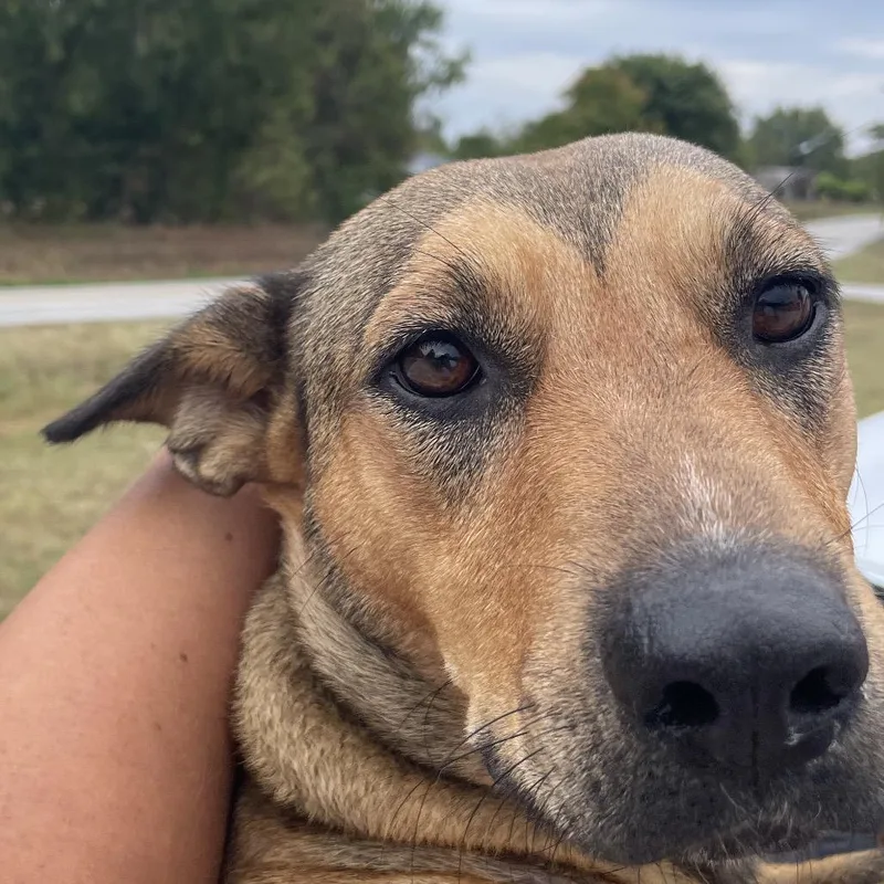 An adult medium-sized female Dachshund dog named Princess for adoption in Green Forest, AR