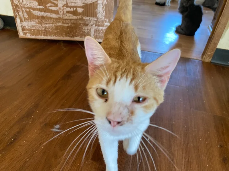 Sherbert thumbnail 2