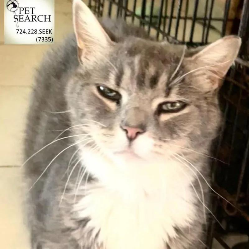 An adult small-sized female Gray / Blue / Silver Domestic Short Hair cat named Arielle for adoption in Washington, PA