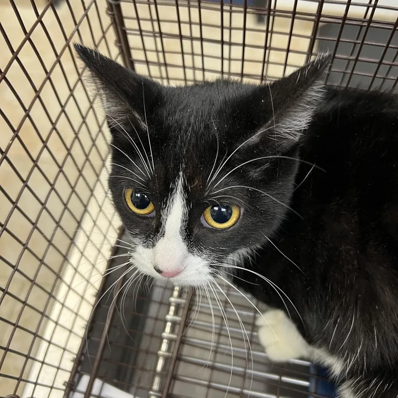 A young medium-sized female Black Domestic Short Hair cat named Susan Hayward for adoption in Galveston, TX