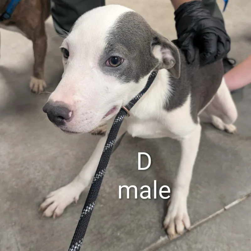 A young small-sized male Gray / Blue / Silver Mixed Breed dog named Dave for adoption in Emporia, KS
