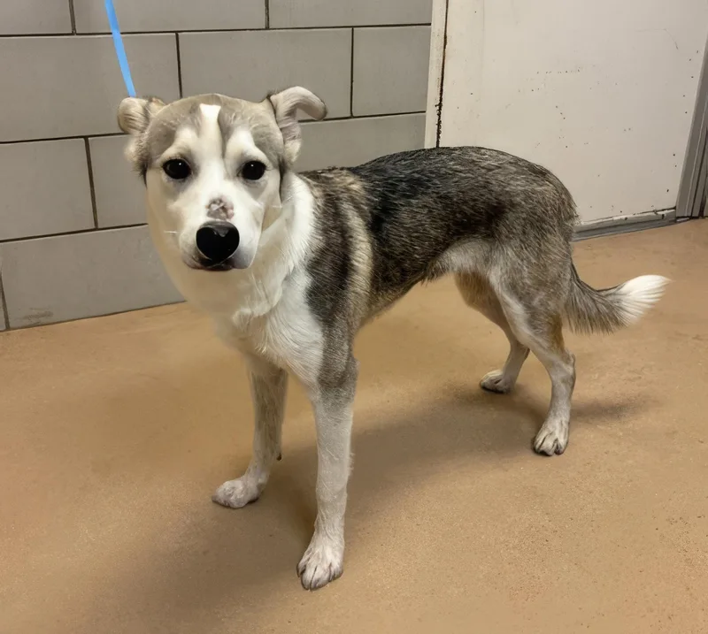 A young medium-sized male Gray / Blue / Silver Mixed Breed dog named Guillermo for adoption in Nashville, TN