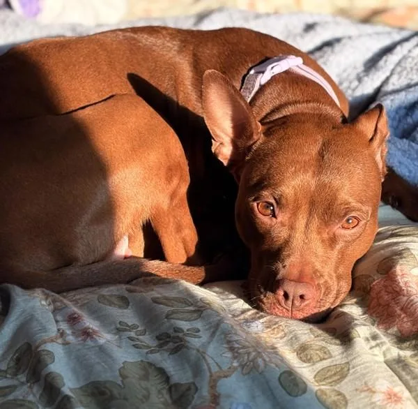 An adult medium-sized female Pit Bull Terrier dog named Lala for adoption in Des Moines, IA