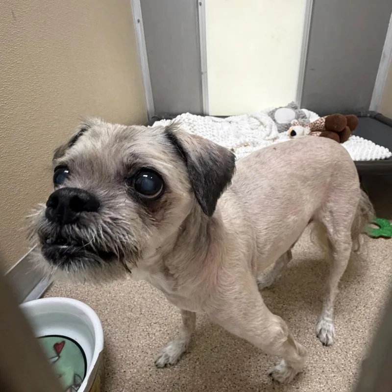 A senior small-sized male Yellow / Tan / Blond / Fawn Shih Tzu dog named Rosco for adoption in Pekin, IL