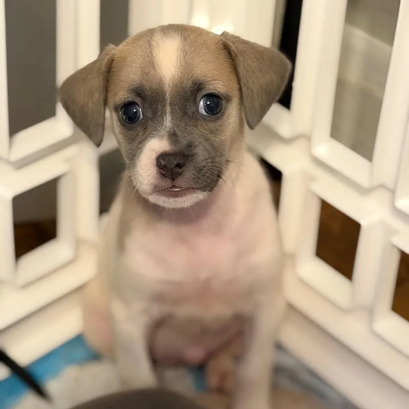 A baby small-sized female Mixed Breed dog named Luna Lovegood for adoption in Rockville, MD