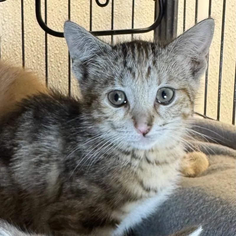 A baby medium-sized female Domestic Short Hair cat named Elma for adoption in Saginaw, MI