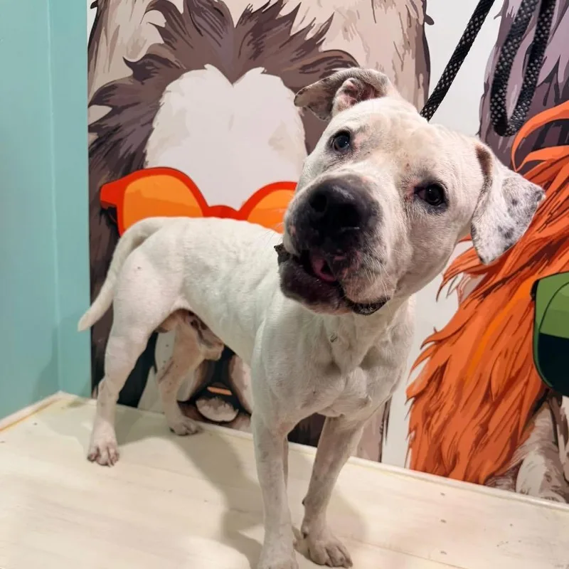 An adult large-sized male White / Cream American Bulldog dog named Cornelius for adoption in Goodlettsville, TN