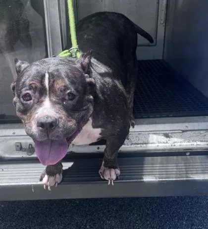 An adult medium-sized female Pit Bull Terrier dog named Webkins for adoption in Daytona Beach, FL