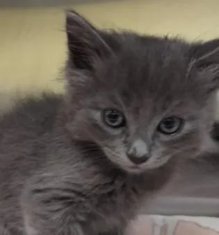 A baby small-sized female Domestic Medium Hair cat named Cutie for adoption in Alameda, CA