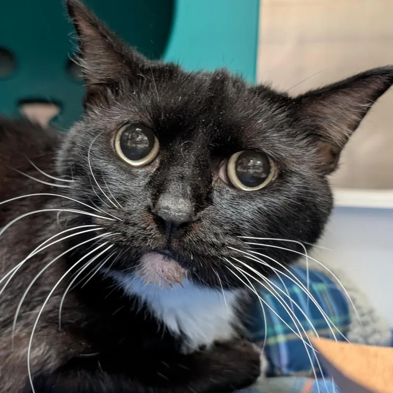 A senior medium-sized female Black American Shorthair cat named Lucy for adoption in Titusville, FL