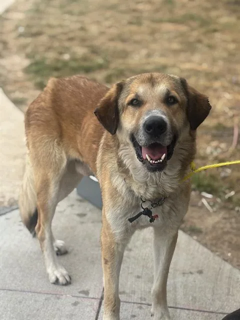 An adult large-sized male Mixed Breed dog named Solo Vino for adoption in Dallas, TX
