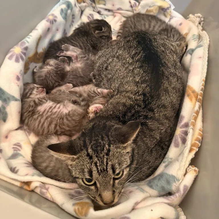 A baby small-sized male Gray / Blue / Silver Domestic Short Hair cat named Raindrop for adoption in Waco, TX