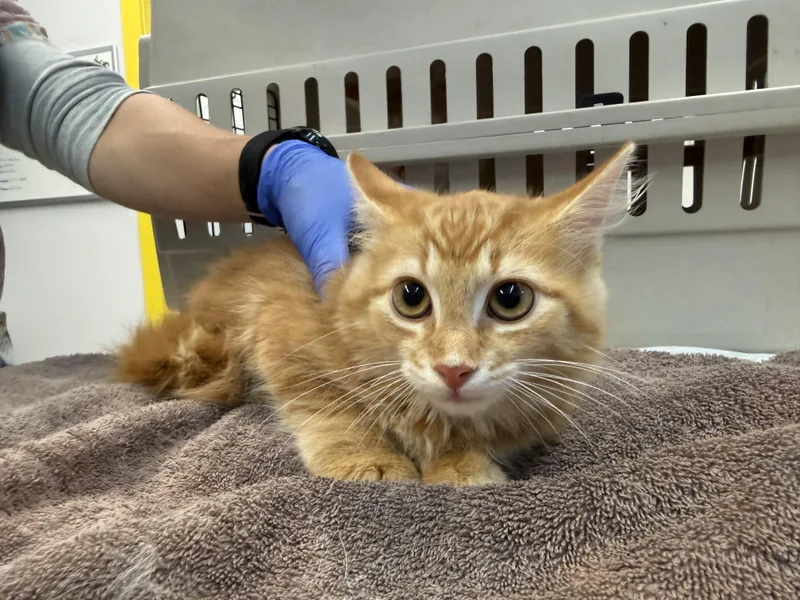 A young small-sized male Orange / Red Domestic Long Hair cat named Lennon for adoption in Delhi, NY