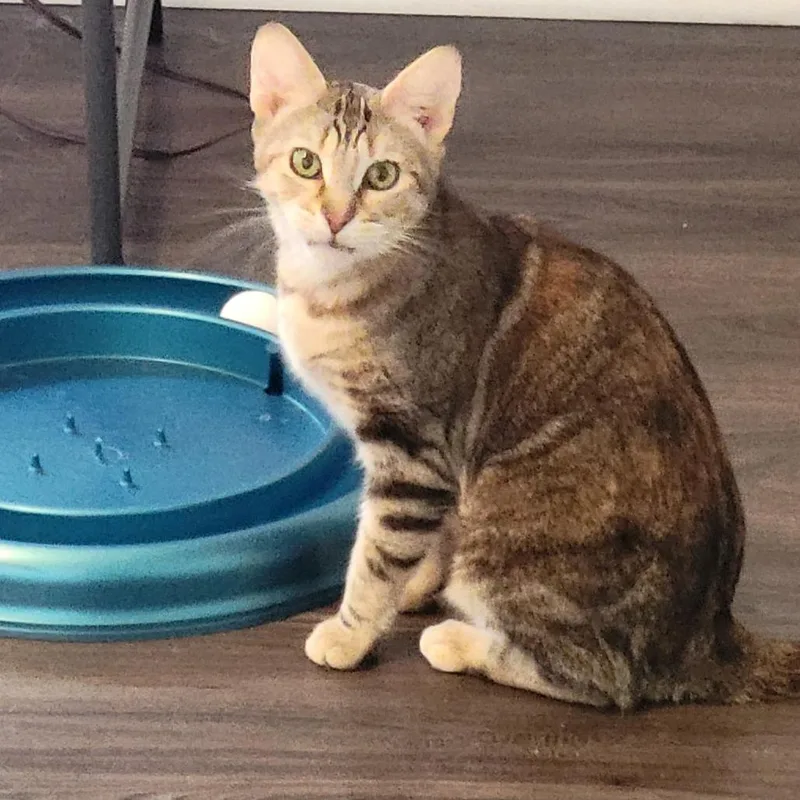 A senior medium-sized female Torbie Domestic Short Hair cat named Novalee for adoption in York, PA