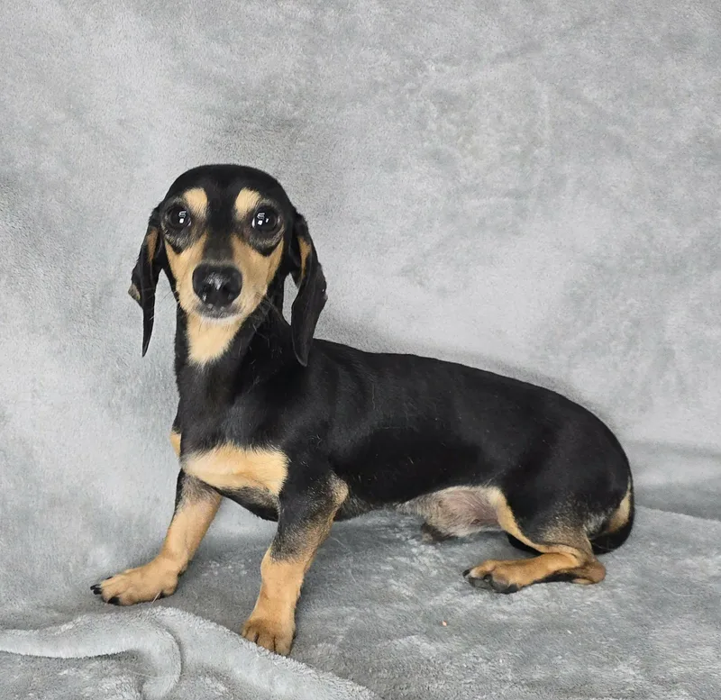 A young small-sized male Bicolor Miniature Dachshund dog named Rusty for adoption in Newport, TN