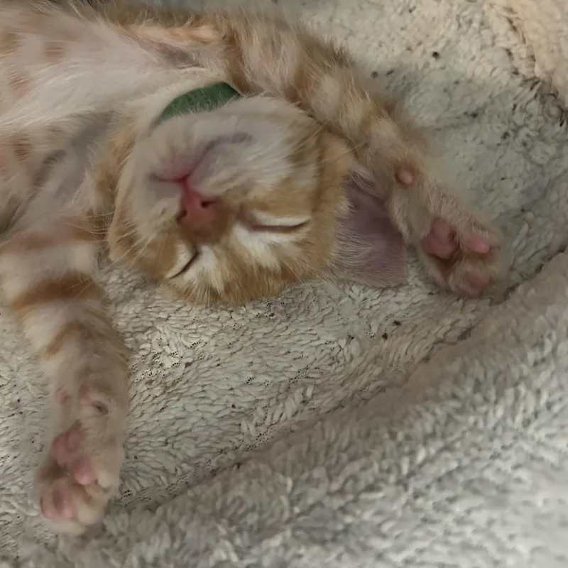 A baby medium-sized male Tabby (Orange / Red) Domestic Short Hair cat named Alan Turning for adoption in Bryan, TX