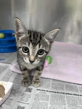 A baby small-sized female Domestic Short Hair cat named MaryAnn for adoption in Largo, FL