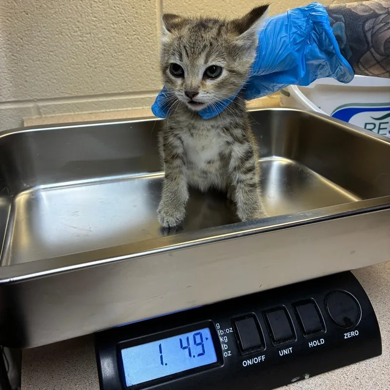 A baby small-sized female Gray / Blue / Silver American Shorthair cat named Monica for adoption in Danville, KY