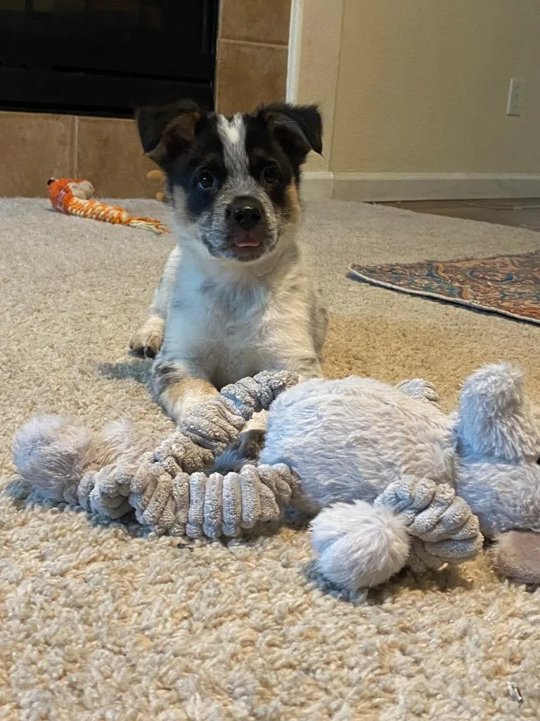 A baby medium-sized female Australian Cattle Dog / Blue Heeler dog named Tamazola for adoption in Fort Lupton, CO