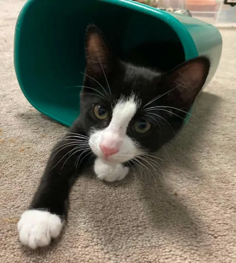 A baby medium-sized male Black & White / Tuxedo Domestic Short Hair cat named Sam for adoption in Breinigsville, PA