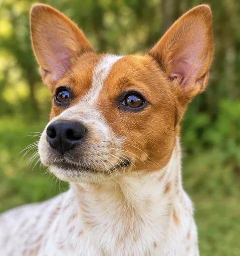 A young small-sized male Australian Cattle Dog / Blue Heeler dog named Pickle for adoption in Foley, AL