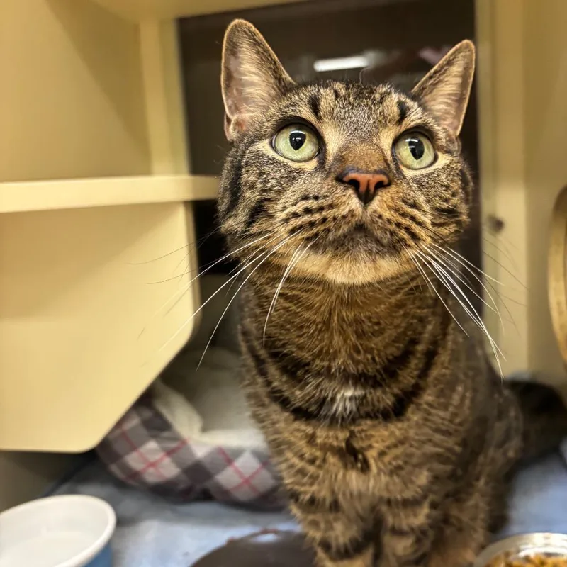 A senior medium-sized male Brown / Chocolate Domestic Short Hair cat named Bodie for adoption in Waynesboro, PA