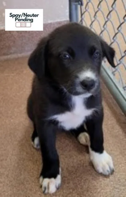 A baby small-sized female Labrador Retriever dog named Parker for adoption in Kalispell, MT