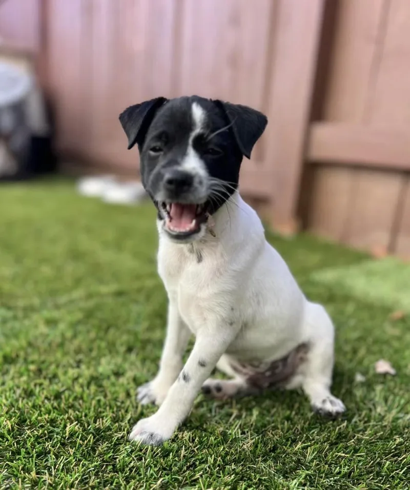 A baby small-sized male Terrier dog named William Henry for adoption in El Cajon, CA