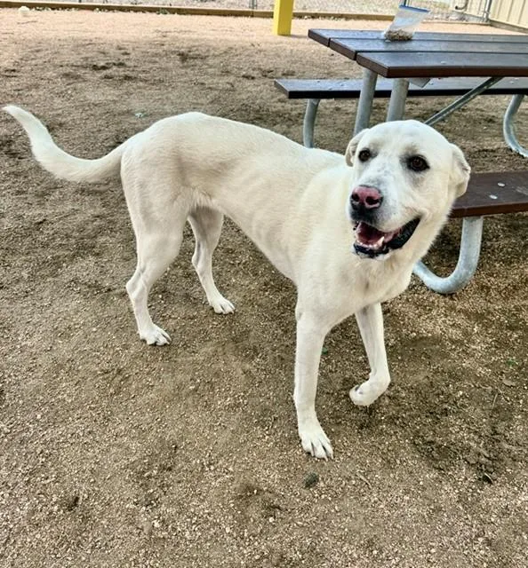 An adult large-sized female White / Cream Labradoodle dog named Lucy for adoption in Comfort, TX
