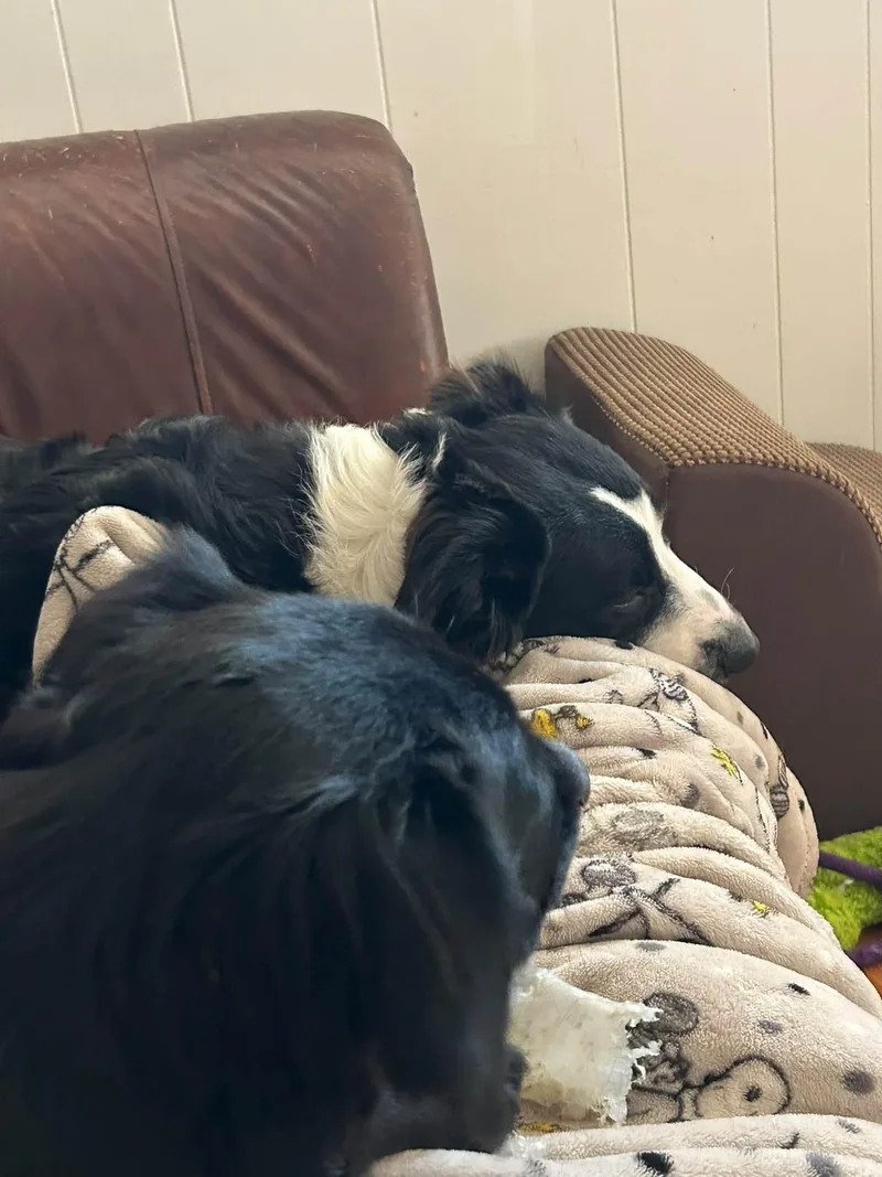 A young medium-sized male Black Border Collie dog named Ziggy for adoption in Seymour, IN